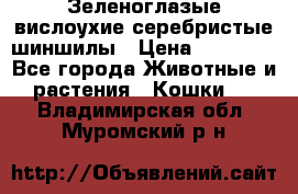 Зеленоглазые вислоухие серебристые шиншилы › Цена ­ 20 000 - Все города Животные и растения » Кошки   . Владимирская обл.,Муромский р-н